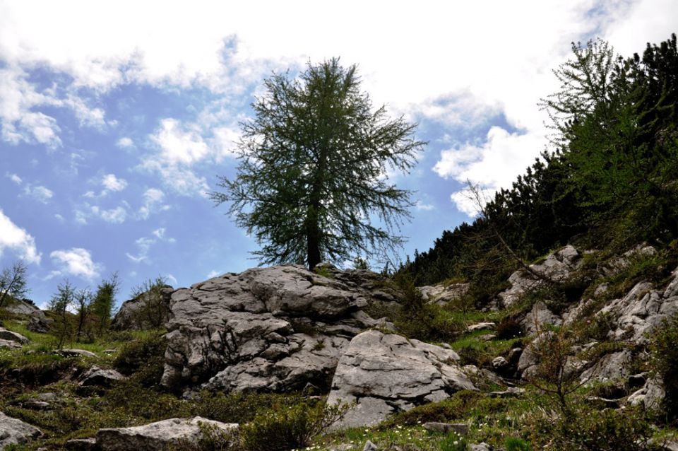 Višarje Kamniti lovec Belopeška jezera - foto povečava