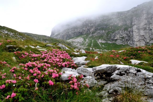 Mangart v megli - foto