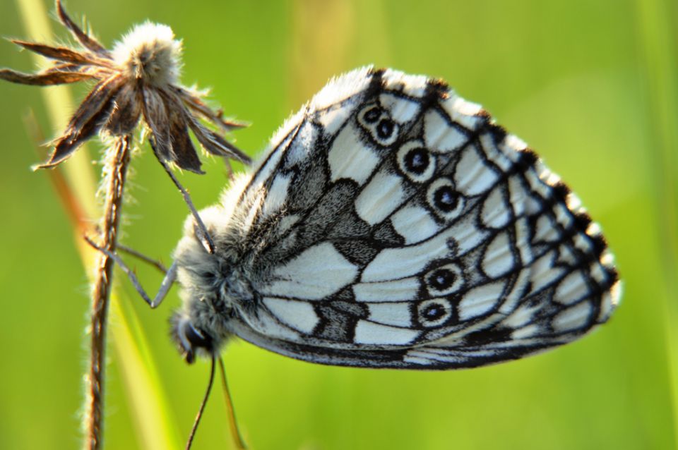 Iz malega veliko - foto povečava