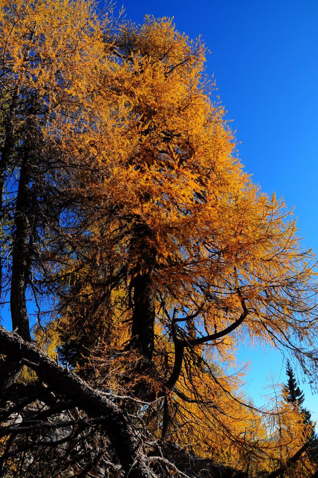 Debela peč v jesenskih barvah  18.10.2011 - foto povečava