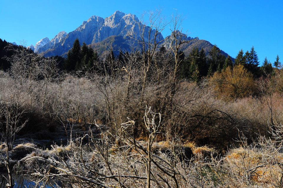 Zelenci - foto povečava