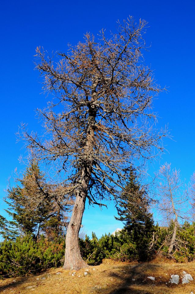 Krvavec - foto povečava