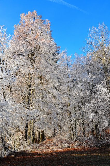 Ivje pod Krvavcem 27.11.2011 - foto