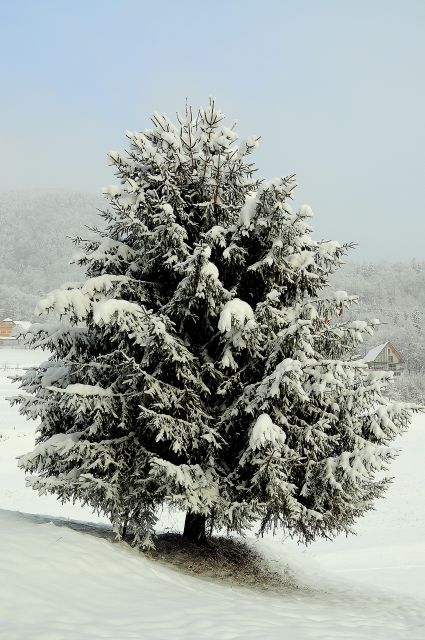 Zimske 2012 - foto