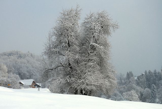 Zimske 2012 - foto