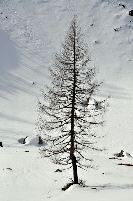 Blejska koča - foto