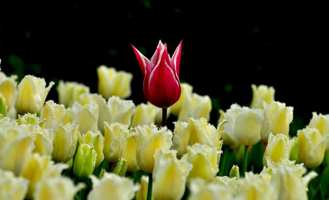 Arboretum Volčji potok - foto