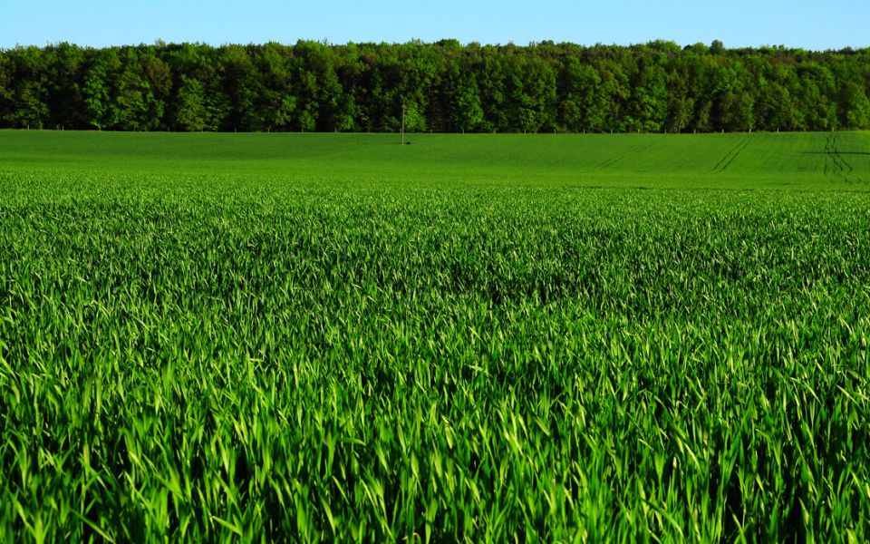pšenično polje