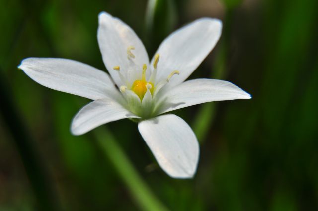 Pomlad 2012 - foto