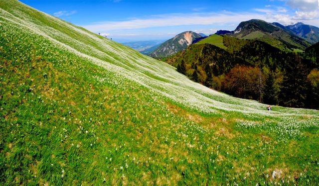Planina posuta z nešteto cvetov narcis (ključavnice)