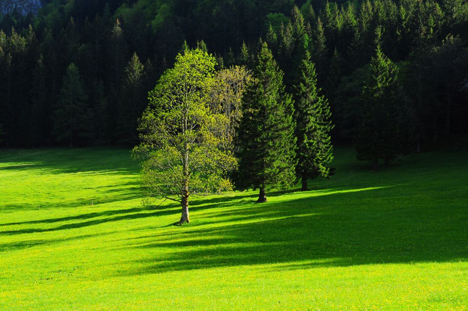 Pomlad na jezerskem - foto povečava