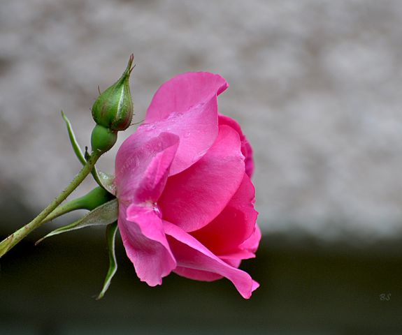 Vrtnice  - foto