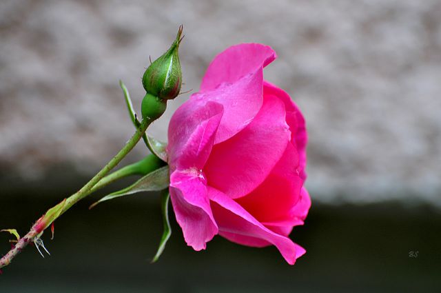 Vrtnice  - foto