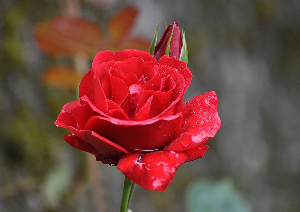 Vrtnice  - foto povečava
