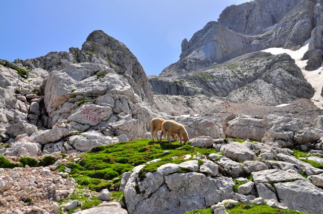 Slovenska ali italianska smer ?