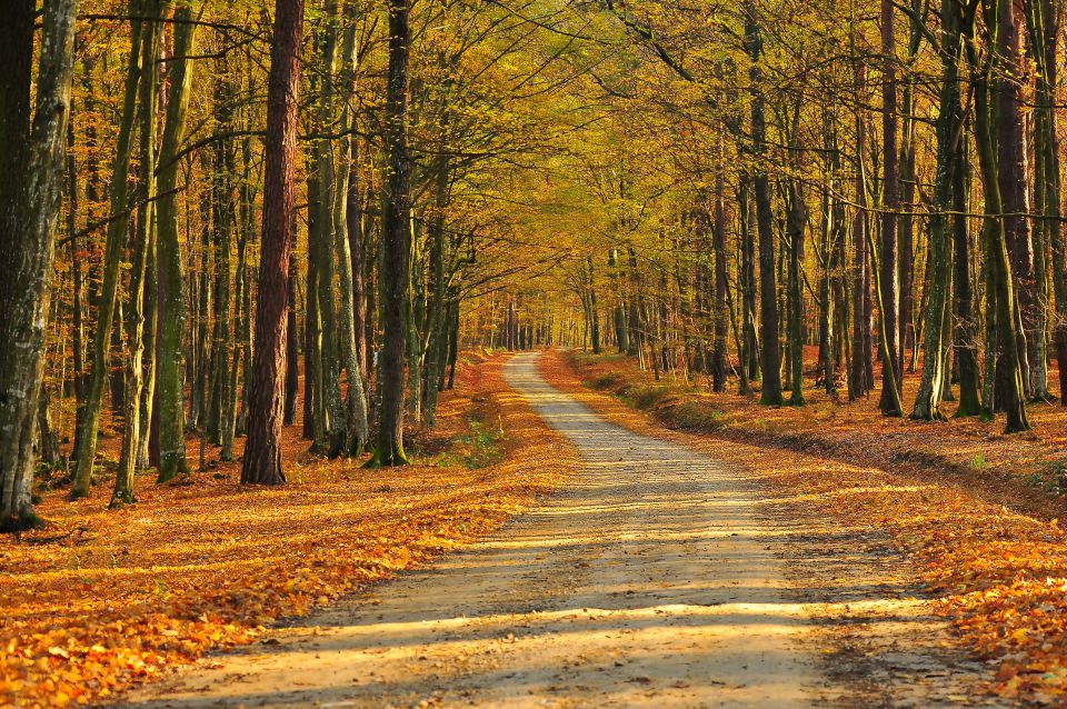 Jesen 2013 - foto povečava