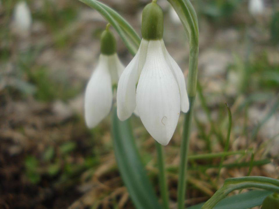 ZvONčKi!!! - foto povečava