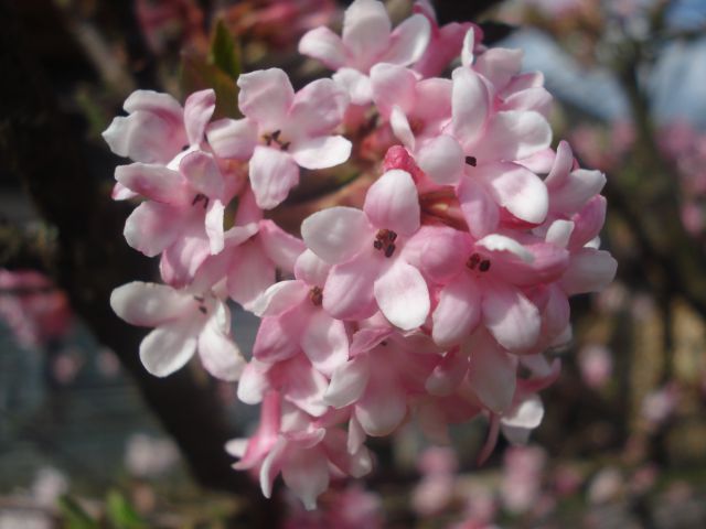 Pomlad - foto