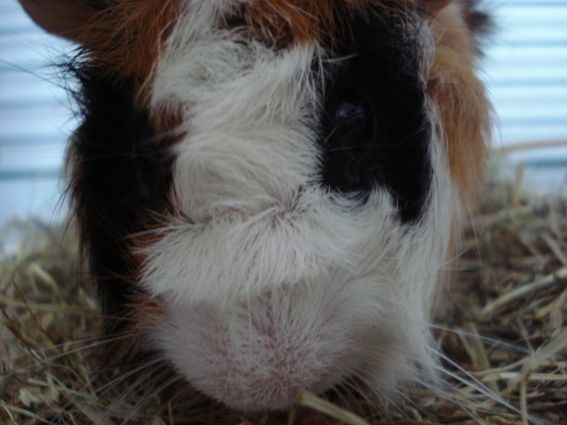 Bonii - foto