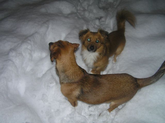 Toffi in Bart na snegu - foto