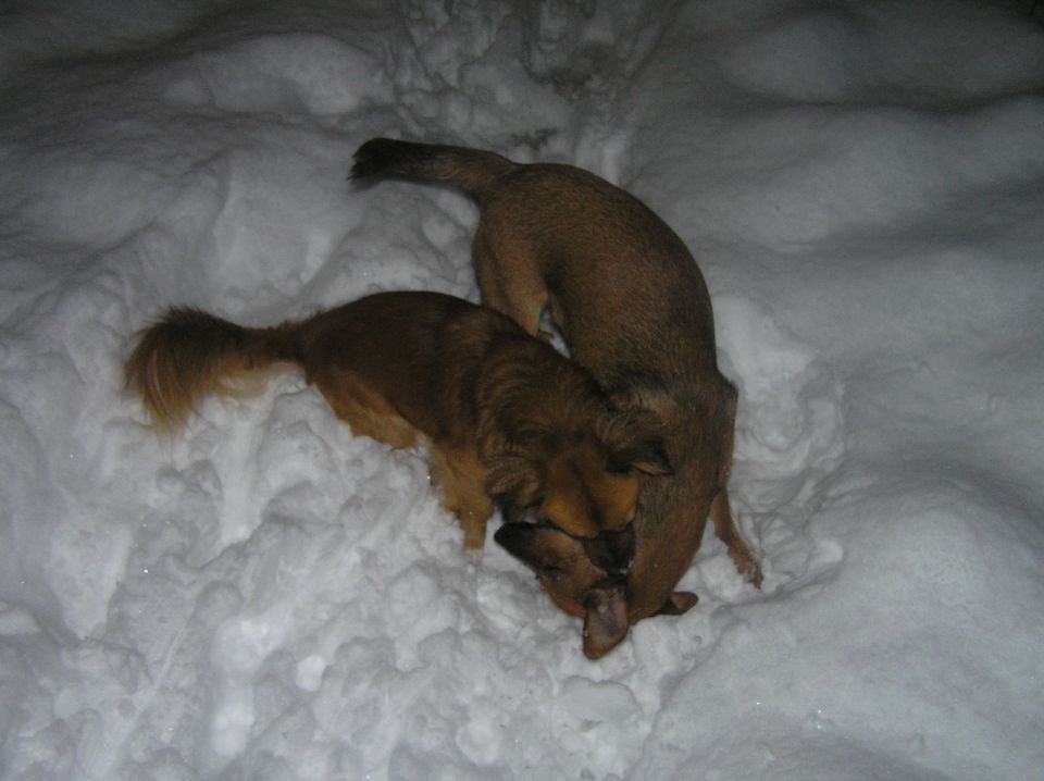 Toffi in Bart na snegu - foto povečava