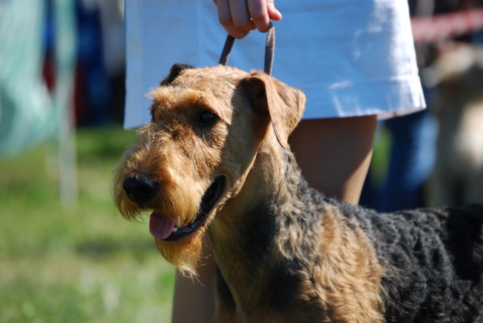 CAC Trbovlje 2010 - foto povečava