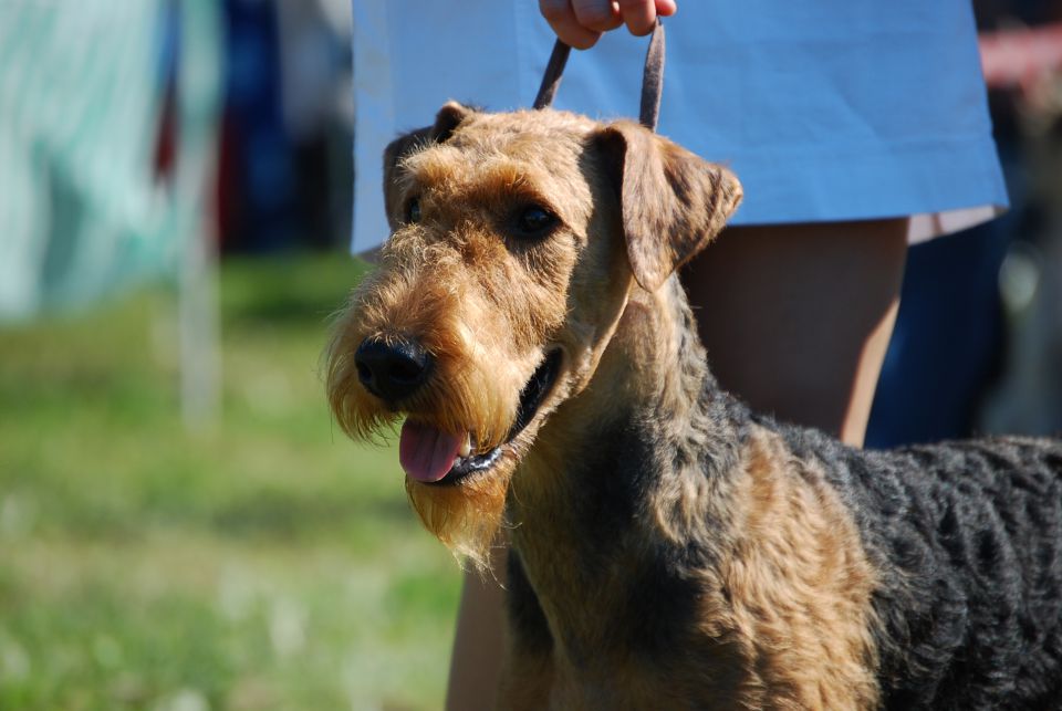 CAC Trbovlje 2010 - foto povečava