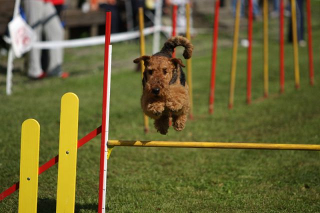 Agility 09 photo by Agility Portal - foto