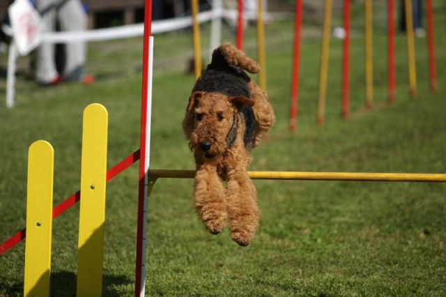 Agility 09 photo by Agility Portal - foto