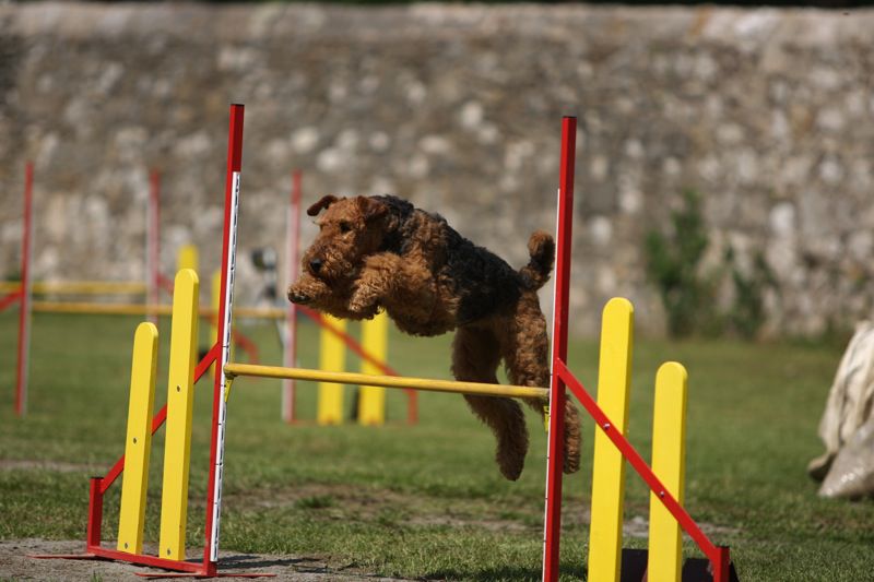 Agility 09 photo by Agility Portal - foto povečava