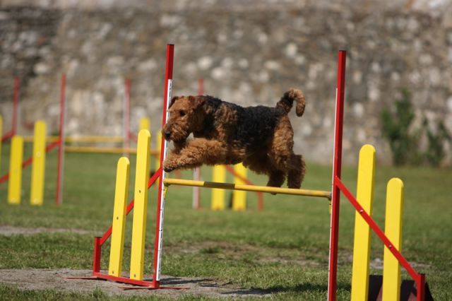 Agility 09 photo by Agility Portal - foto