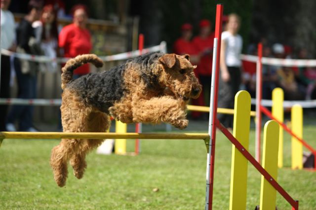 Agility 09 photo by Agility Portal - foto