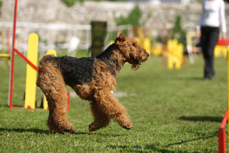 Agility 09 photo by Agility Portal - foto povečava