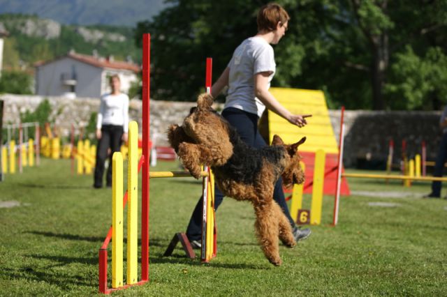 Agility 09 photo by Agility Portal - foto