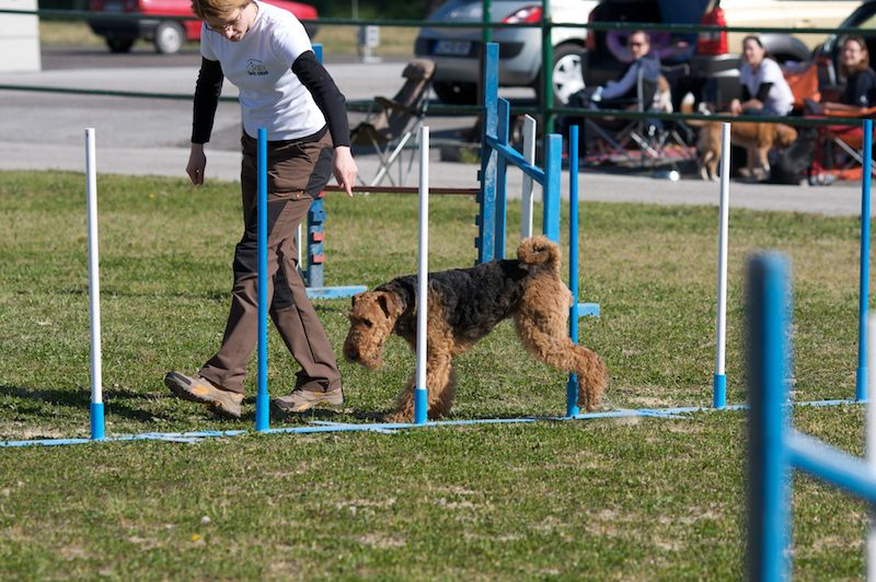 Agility 09 photo by Agility Portal - foto povečava