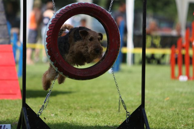 Agility 09 photo by Agility Portal - foto