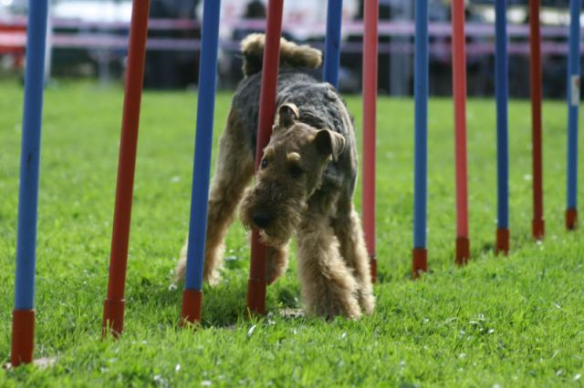 Agility 09 photo by Agility Portal - foto