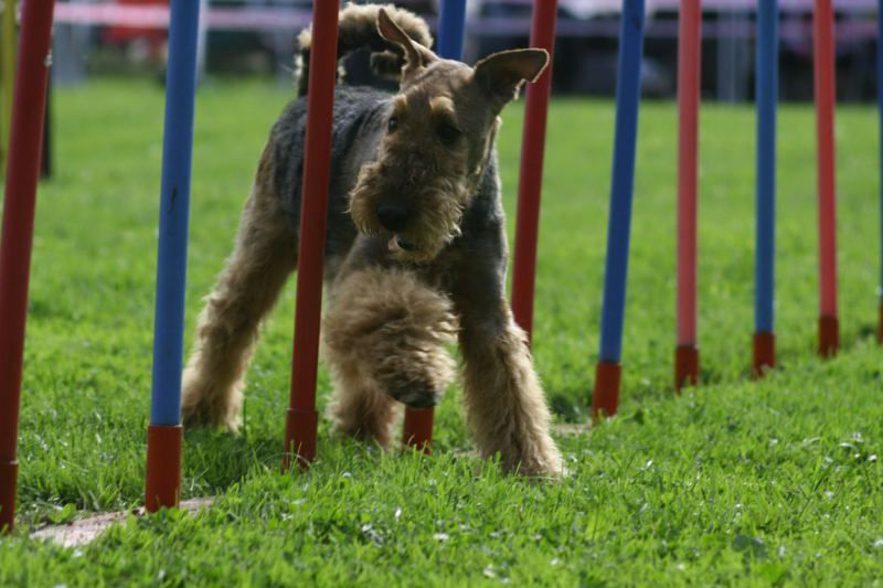 Agility 09 photo by Agility Portal - foto povečava