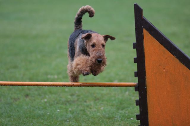 Agility 09 photo by Agility Portal - foto