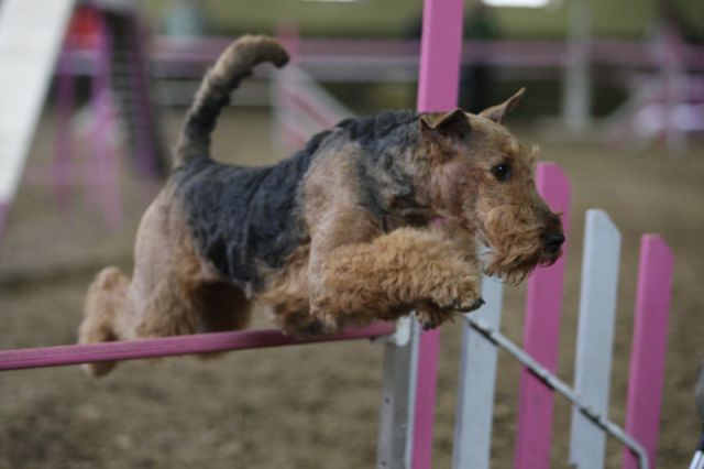 Agility 09 photo by Agility Portal - foto
