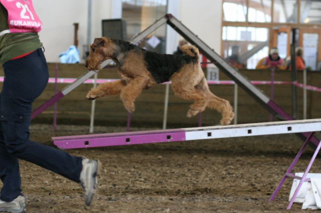 Agility 09 photo by Agility Portal - foto