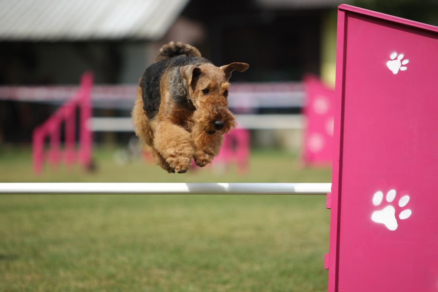 Agility 09 photo by Agility Portal - foto povečava