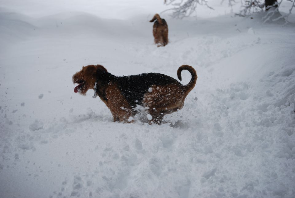 Venny, Jack & Lora 4.12.2010 - foto povečava