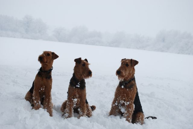 Venny, Jack & Lora 4.12.2010 - foto