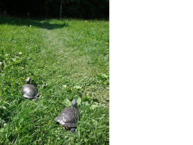 Turtles on the run