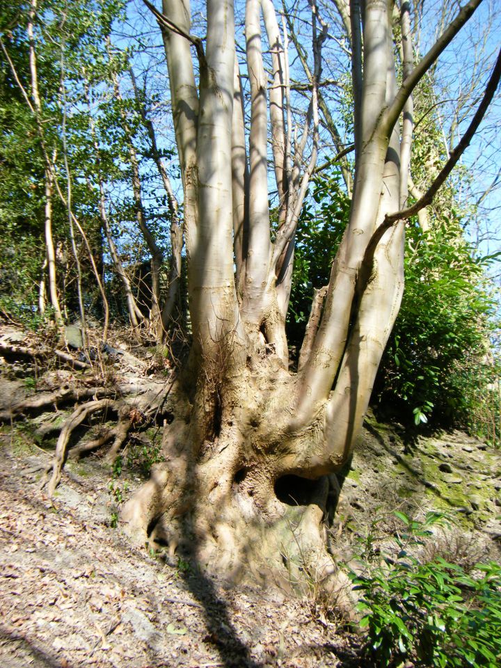 TROSI, Llangollen 2010 - foto povečava