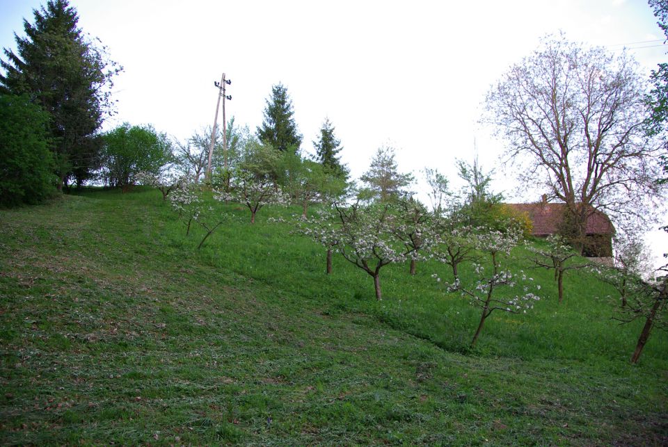 Kamnje, april 2010 - foto povečava