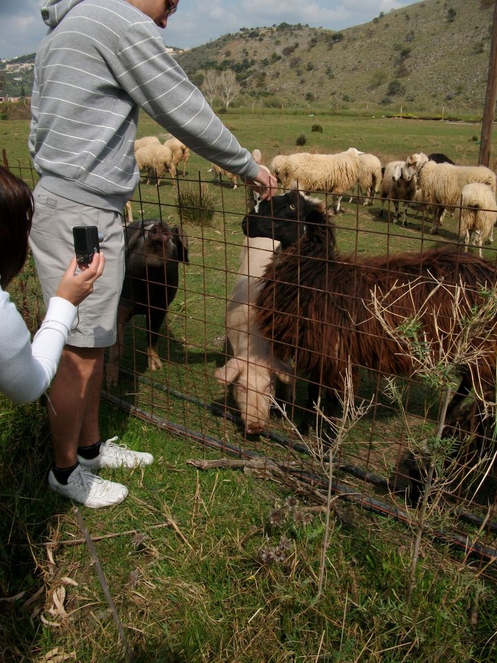 Počitnice na kreti - foto povečava