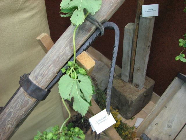 Razstava o hmeljarstvu 15.9.2013 - foto povečava