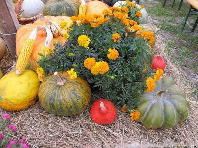 10. bučarija 5.10.2013 - foto povečava